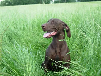 Lodon Freya